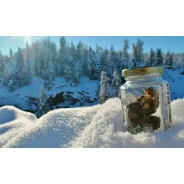 Cannabis Seeds - Best  Winter Seeds For 2022 - Discount Cannabis Seeds.
