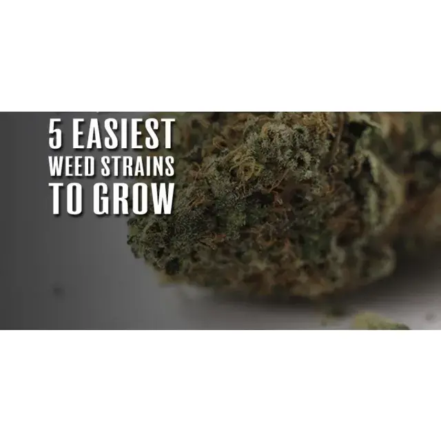 Cannabis Seeds - Easy Growing Weed Seeds - Discount Cannabis Seeds.