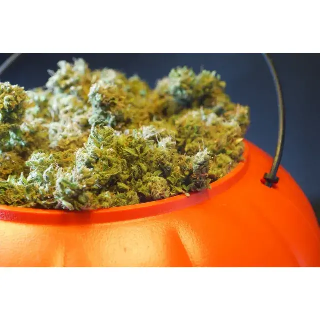 Cannabis Seeds - The Spooky Strains - Discount Cannabis Seeds.Cannabis Seeds - The Spooky Strains - Discount Cannabis Seeds.