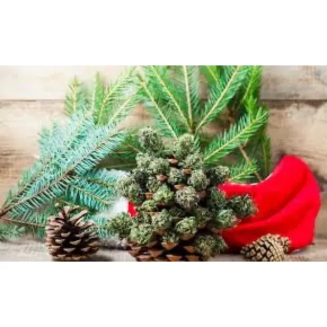 Cannabis Seeds - Christmas Strains by RQS - Discount Cannabis Seeds.