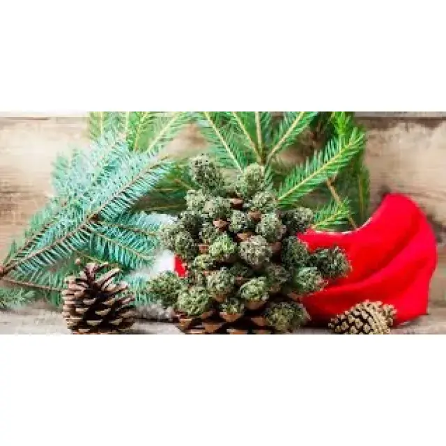 Cannabis Seeds That Smell Like Xmas - Discount Cannabis Seeds.