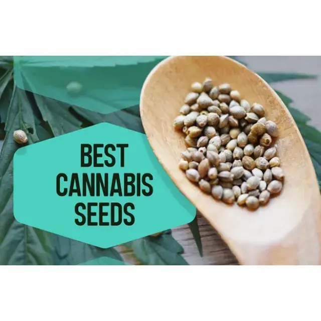 Cannabis Seeds - Strains To Celebrate 2023 - Discount Cannabis Seeds.
