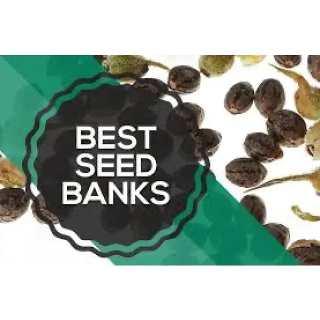 Cannabis Seeds - The Best Of 2022 - Discount Cannabis Seeds.