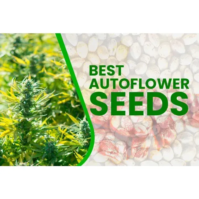 Cannabis Seeds - XXL Yields Auto Strains - Discount Cannabis Seeds.