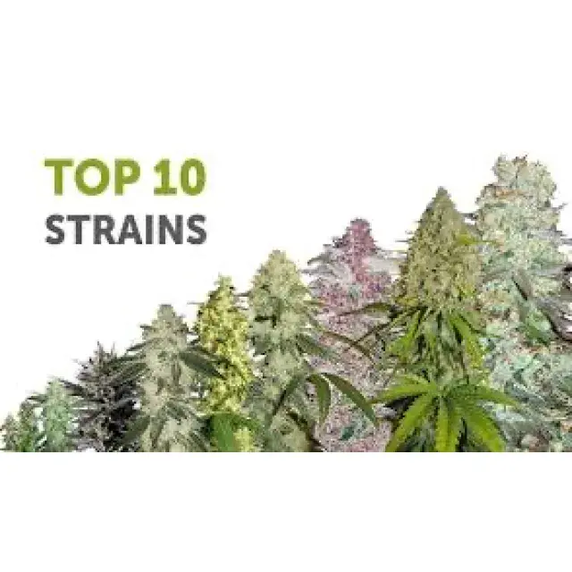 Cannabis Seeds - The Top Cannabis Strains - Discount Cannabis Seeds.