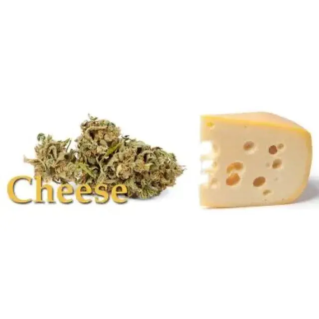 Cannabis Seeds - Cheese Strains - Discount Cannabis Seeds.