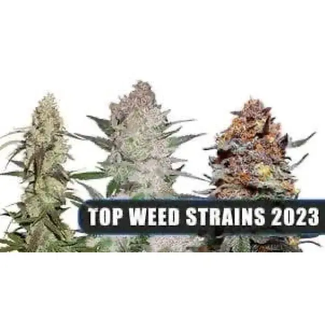 Cannabis Seeds for 2023 Our Favourites - Discount Cannabis Seeds.