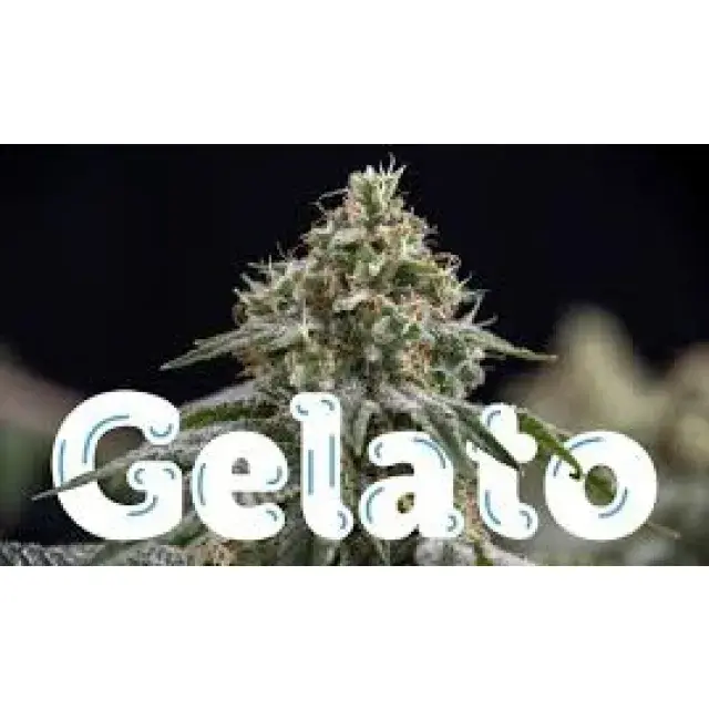 Cannabis Seeds Gelato Top Strains - Discount Cannabis Seeds.