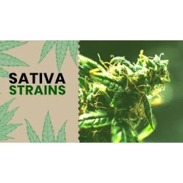 Cannabis Seeds Sativa Strains For Daytime - Discount Cannabis Seeds.