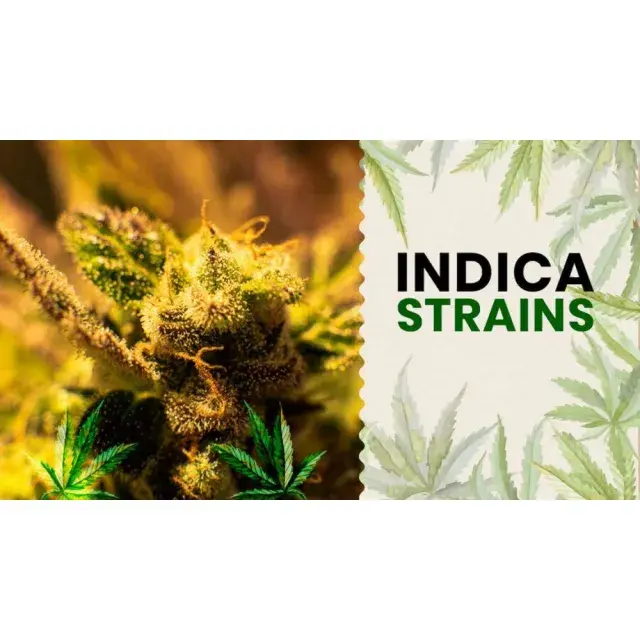 Cannabis Seeds - The Best Indica To Smoke And Grow.