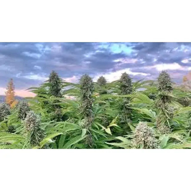 Cannabis Seeds - The Best CBD Outdoor Strains For The UK.