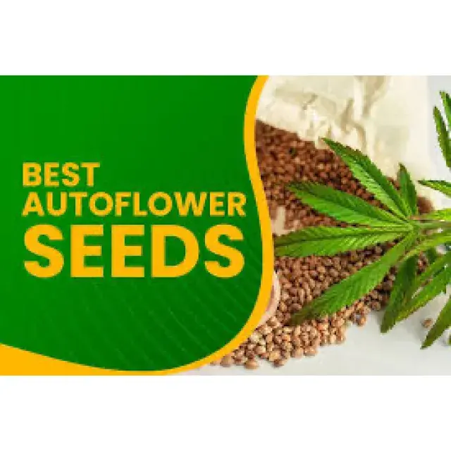 Auto Cannabis Seeds The Best Seeds - Discount Cannabis Seeds.
