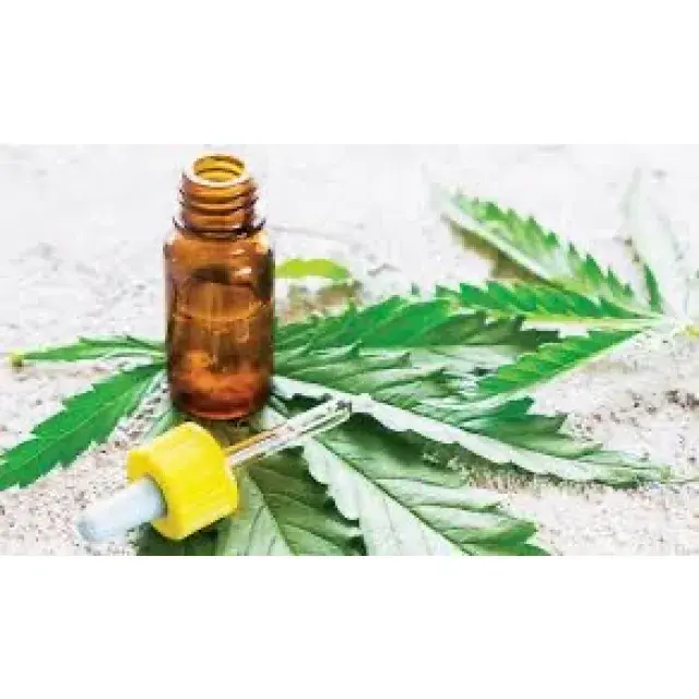 Cannabis Seeds - Growing Strong CBD Medicine - Discount Cannabis Seeds.