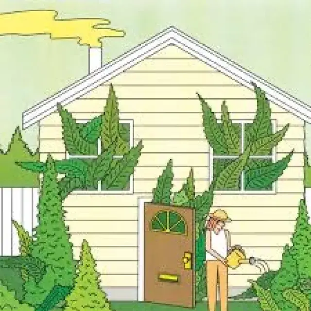 Cannabis Seeds - Why You Should Grow Marijuana At Home.