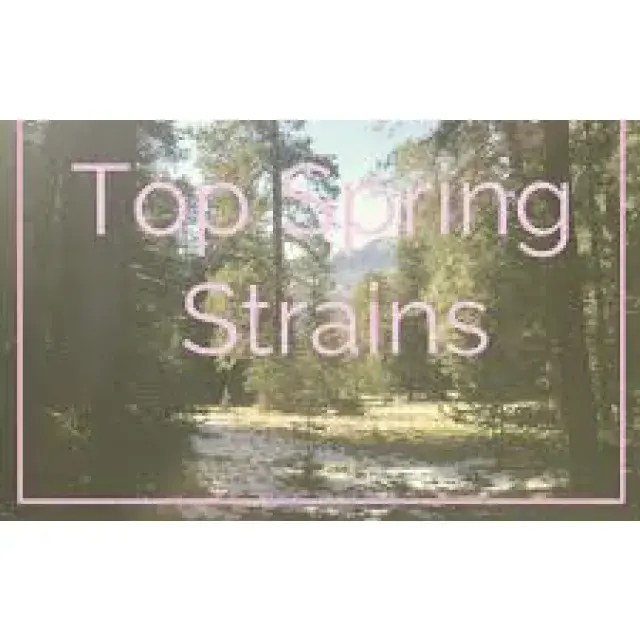 Best Cannabis Seeds for Spring 2023 - Discount Cannabis Seeds.