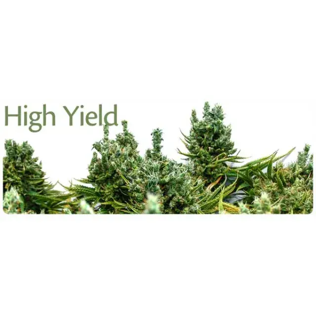 Cannabis Seeds XXL Yields Reviews - Discount Cannabis Seeds.