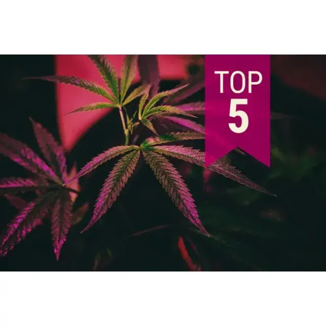 Cannabis Seeds Our Customers Top 5 Seeds - Discount Cannabis Seeds.