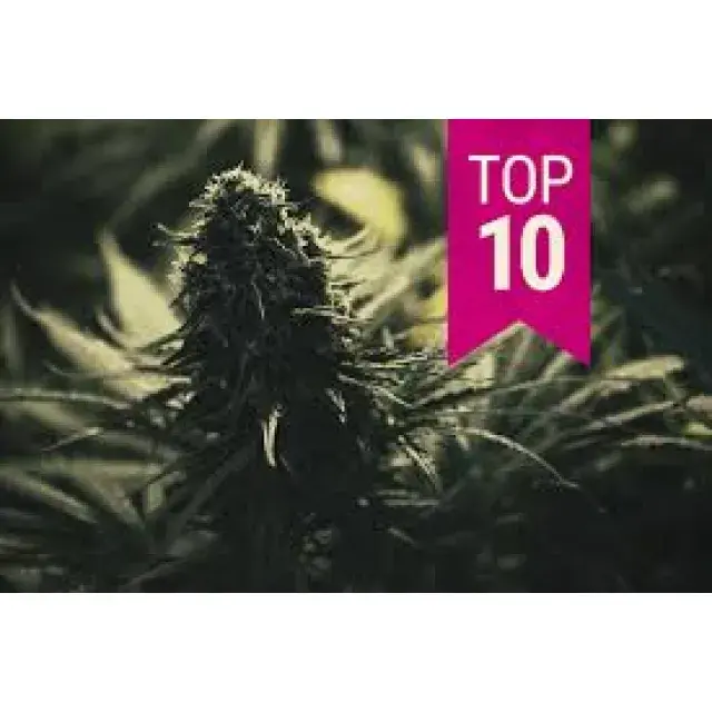 Cannabis Seeds Top 10 Feminised Strains - Discount Cannabis Seeds.