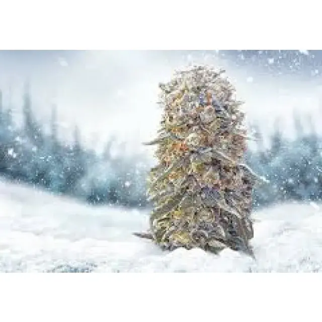 Best Cannabis Seeds For Winter 2022 - Discount Cannabis Seeds.