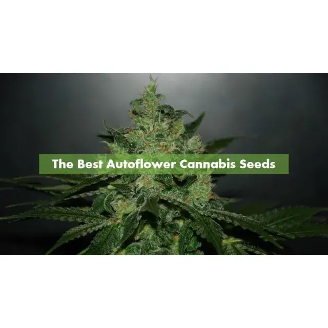 The Top Cannabis Seeds For Auto Lovers by Discount Cannabis Seeds.