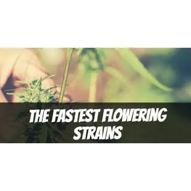 Cannabis Seeds The Fast Flowering Strains - Discount Cannabis Seeds.