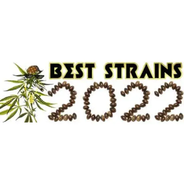 Cannabis Seeds Strains Of The Year 2022 - Discount Cannabis Seeds.