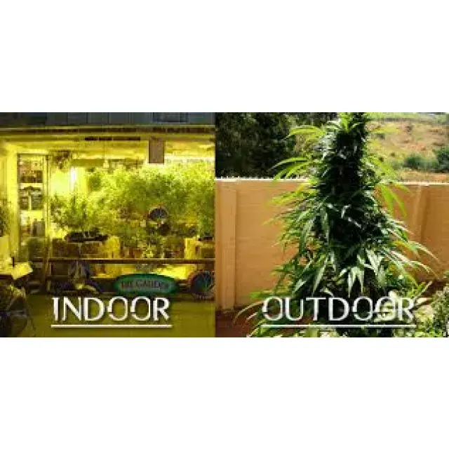 Cannabis Seeds What Will You Choose? Discount Cannabis Seeds.