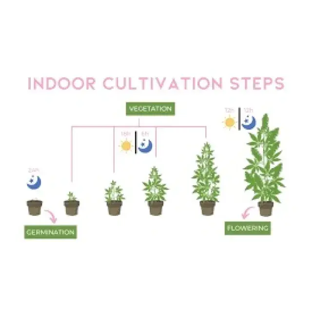 Cannabis Seeds The Beginners Guide To Grow Indoors - Discount Cannabis Seeds.