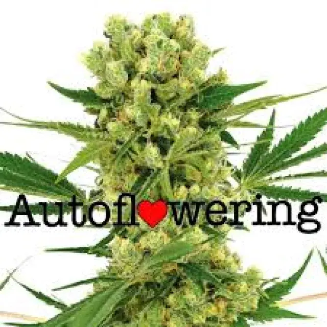 Cannabis Seeds Top THC Auto Flowering Strains- Discount Cannabis Seeds.