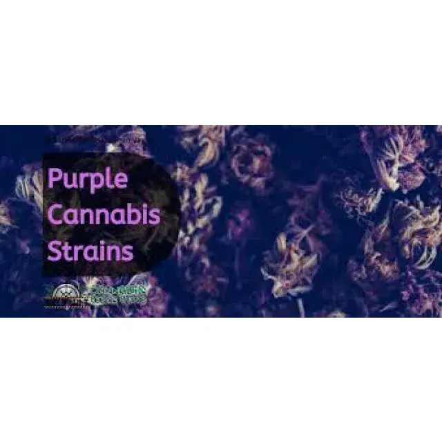 Cannabis Seeds The Purple Weed Strains - Discount Cannabis Seeds.
