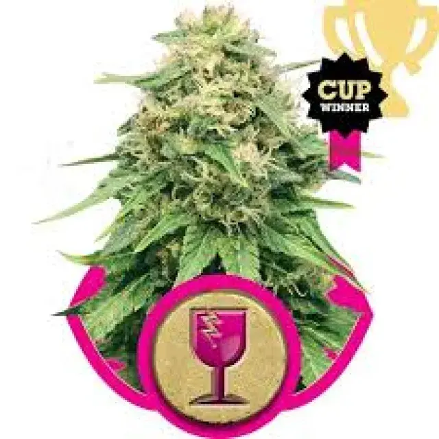 Cannabis Seeds Cup Winning Strains by RQS - Discount Cannabis Seeds.