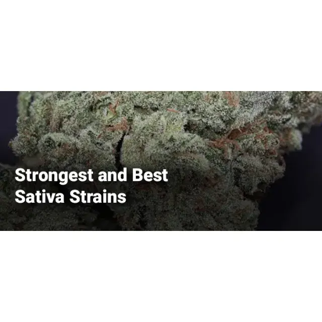 Cannabis Seeds Top Sativa Strains - Discount Cannabis Seeds.