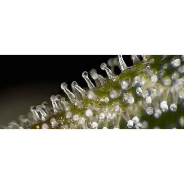 Cannabis Seeds The Stickest Strains - Discount Cannabis Seeds.