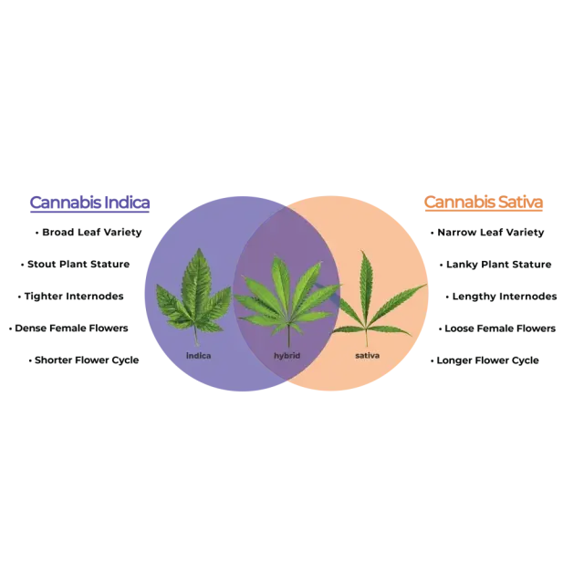 Cannabis Seeds: Indica vs Sativa and Which is Best for You.