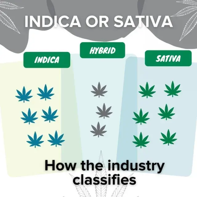 Indica Cannabis Seeds Available to Buy At Discount Cannabis Seeds.