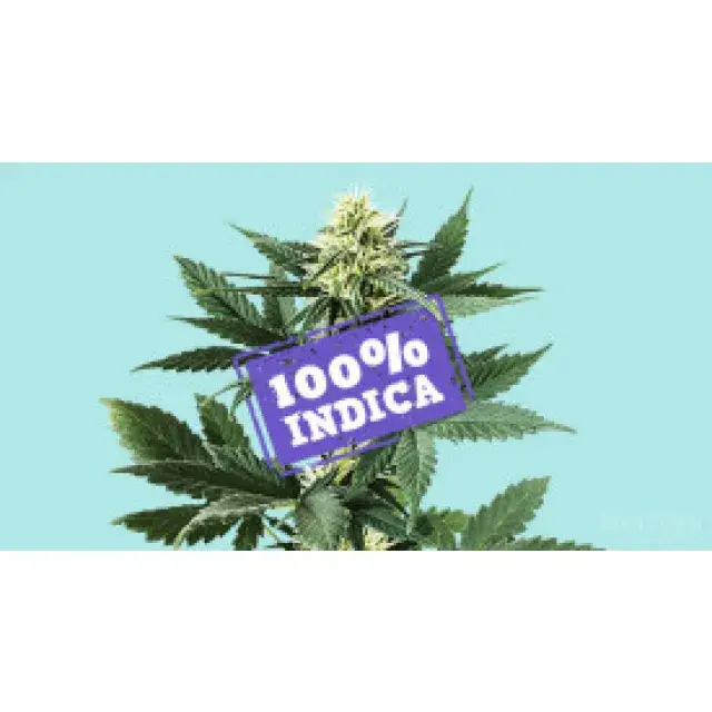 Variety of Pure Indica Cannabis Seeds at Discount Cannabis Seeds.