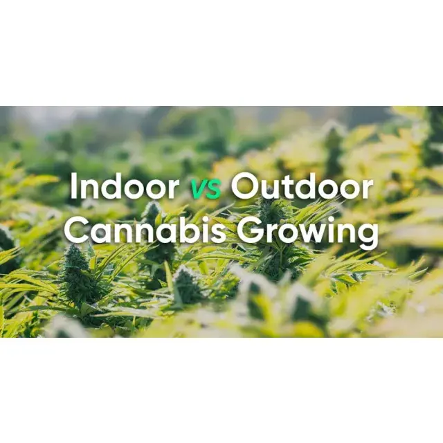The Future of Indoor Cannabis Seeds Is Transforming Cultivation.