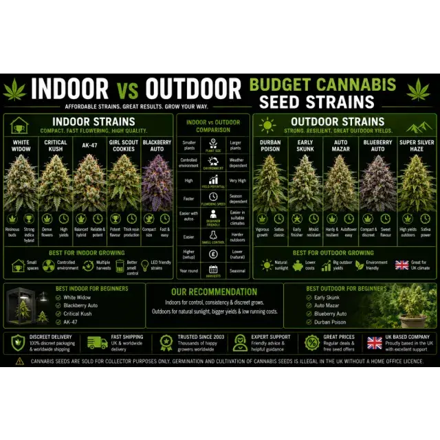 Cannabis Seeds: Indoor vs Outdoor Budget Cannabis Seed Strains.