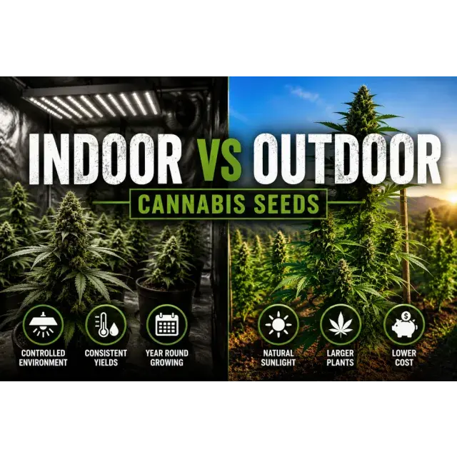 Indoor vs Outdoor Cannabis Seeds (Complete Grower Comparison Guide)