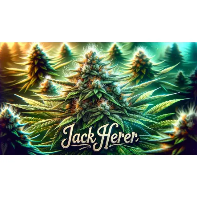 Cannabis Seeds: Discover the Jack Herer Cannabis Strain.