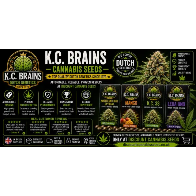 K.C. Brains Cannabis Seeds UK (Best Budget Dutch Genetics)