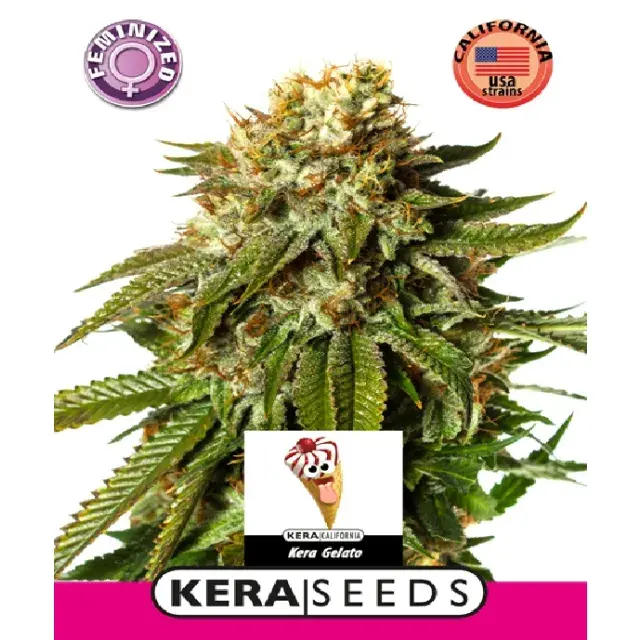 Introduction to Kera Seeds at Discount Cannabis Seeds