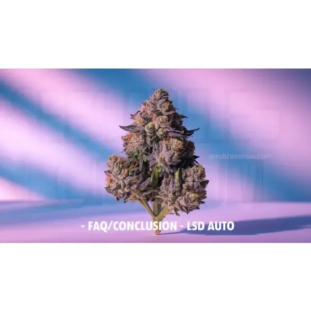 LSD Cannabis Seeds: The Strain Loved by Growers Worldwide.