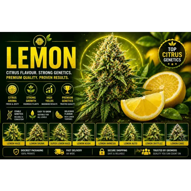 Lemon Cannabis Seeds UK (Top Citrus Strains Guide 2026)