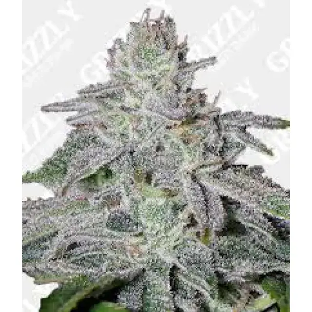 Cannabis Seeds: Discover Where to Buy Lemon Cheese Cannabis Seeds 