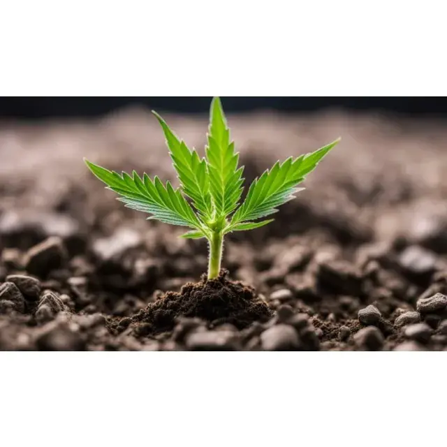 Mastering Your Grow: How to Choose the Right Cannabis Seeds for Your Budget at Discount Cannabis Seeds
