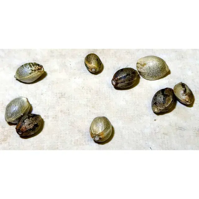 Mastering the Art of Selection: How to Spot Quality Cannabis Seeds vs. Bad Seeds at Discount Cannabis Seeds.