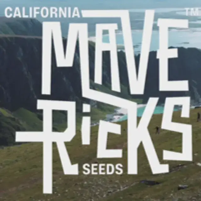 Mavericks Seeds - Discount Cannabis Seeds
