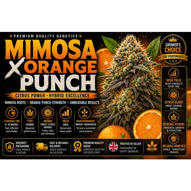 Mimosa x Orange Punch Cannabis Seeds UK (Citrus Hybrid Guide 2026)