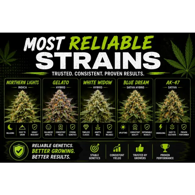 Cannabis Seeds: Most Reliable Cannabis Strains for Consistent Growing.